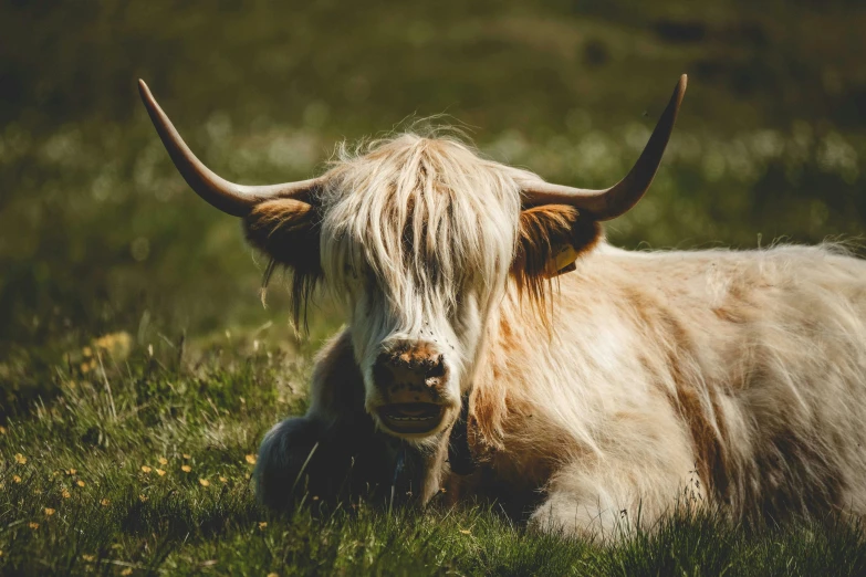 large white cow with big horns standing in grass