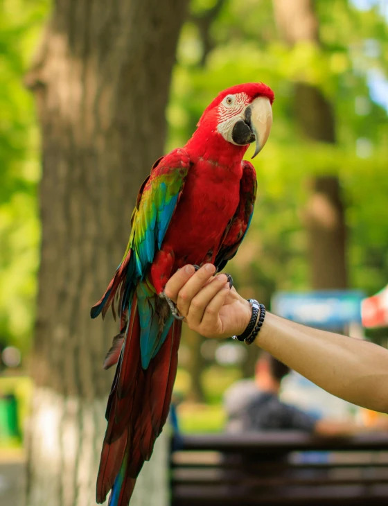 a parrot perched on a hand being held by someone