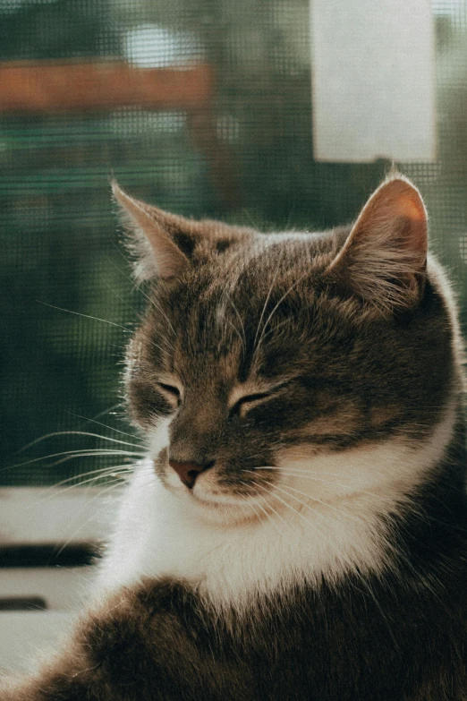 a cat sleeping in front of a window