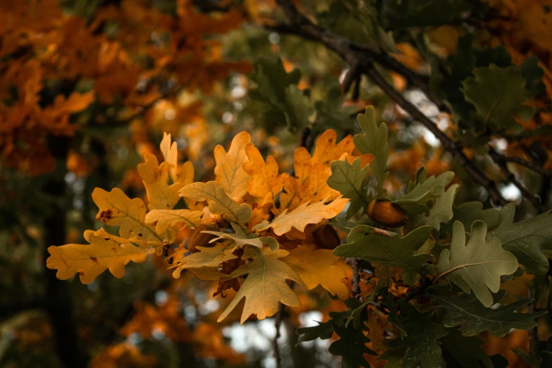 yellow leaves are on the tree outside