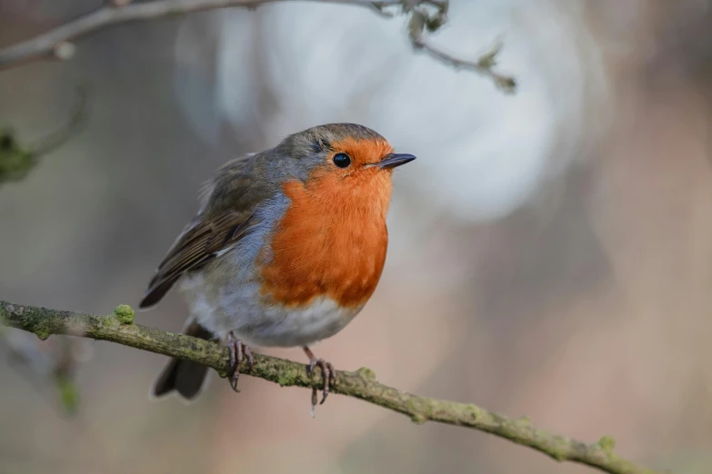 there is a small orange and grey bird sitting on a nch