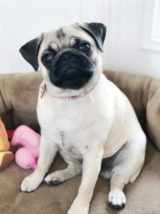 a small pug dog sitting on a brown couch