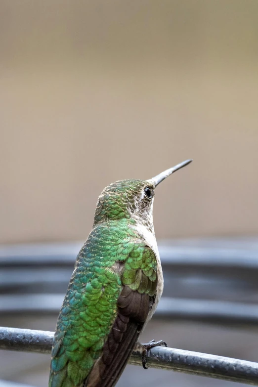 a bird on a fence looks up as it rests