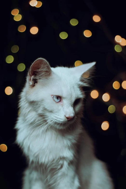 white cat with blue eyes sitting next to a christmas tree