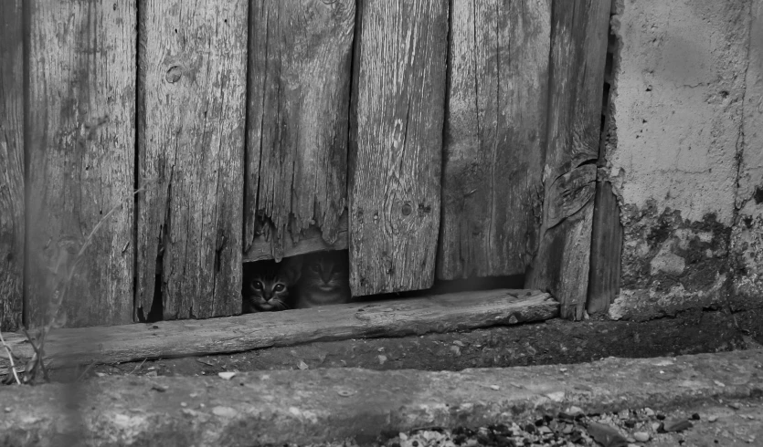 a cat is poking his head out of a wooden window