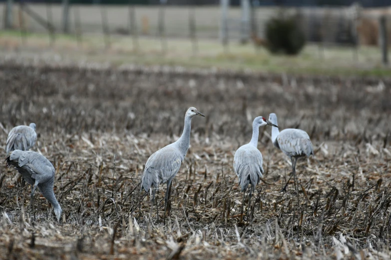 four white ducks are in a field of tall brown grasses