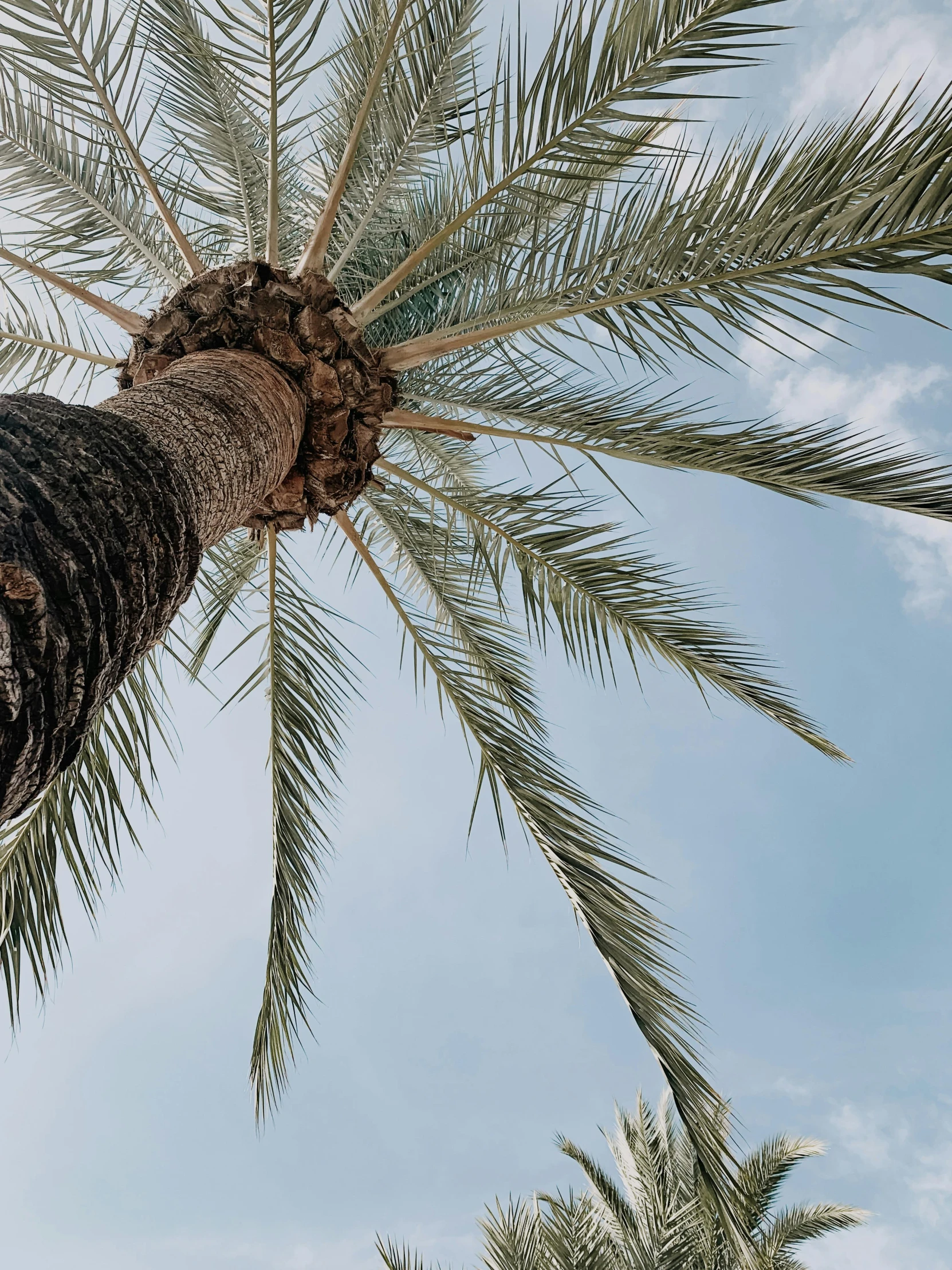 a palm tree with very tall leaves under a cloudy sky