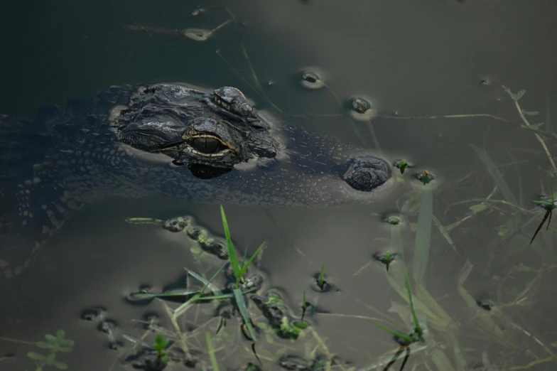 the large alligator is submerged in water