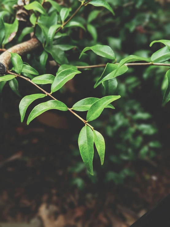 this tree nch has green leaves in it