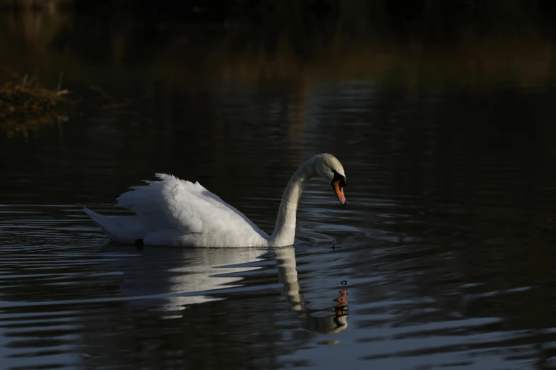 a white swan floating on top of a body of water