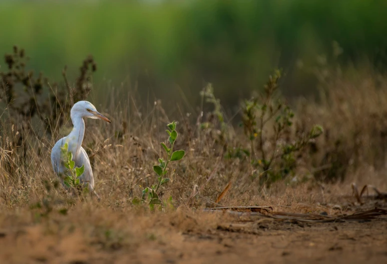 white bird standing in grass near bushes and brush