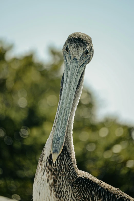 a pelican with white spots and large beak standing next to trees