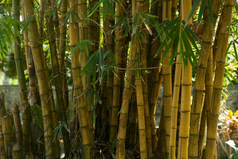 a tree is shown in the foreground and behind the large tree, it's leaves