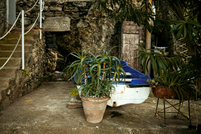 plants in potted container on the patio of an abandoned house