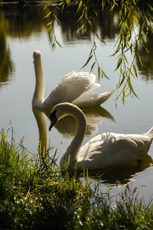 three white swans swimming together in the water
