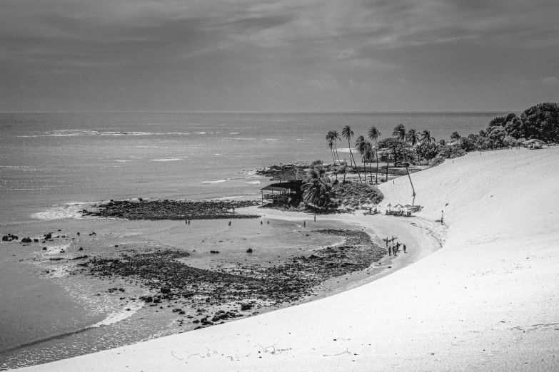 a black and white po of some trees on a beach