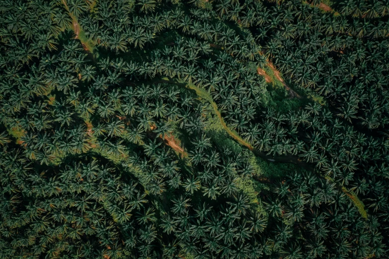 a large group of trees that have green leaves on them