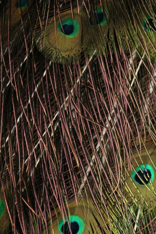 many peacocks are arranged in this colorful display