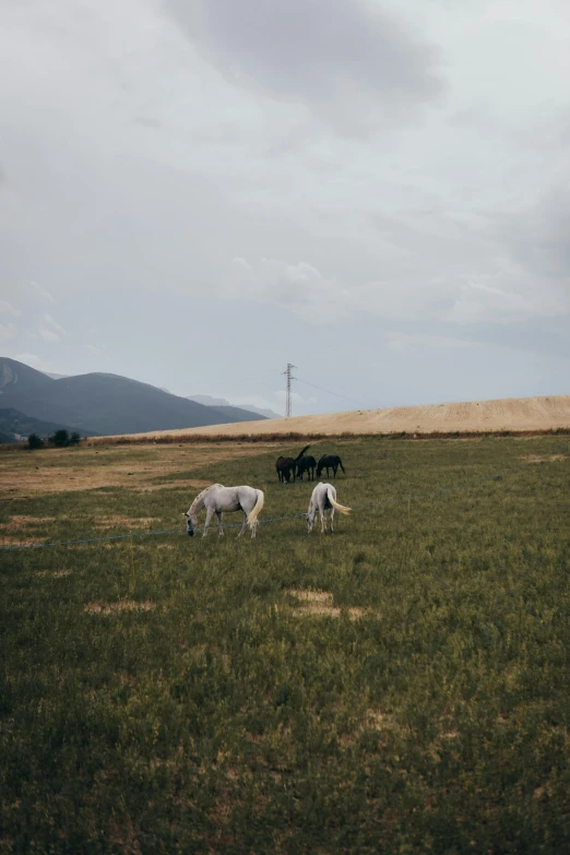 five horses grazing in an open field