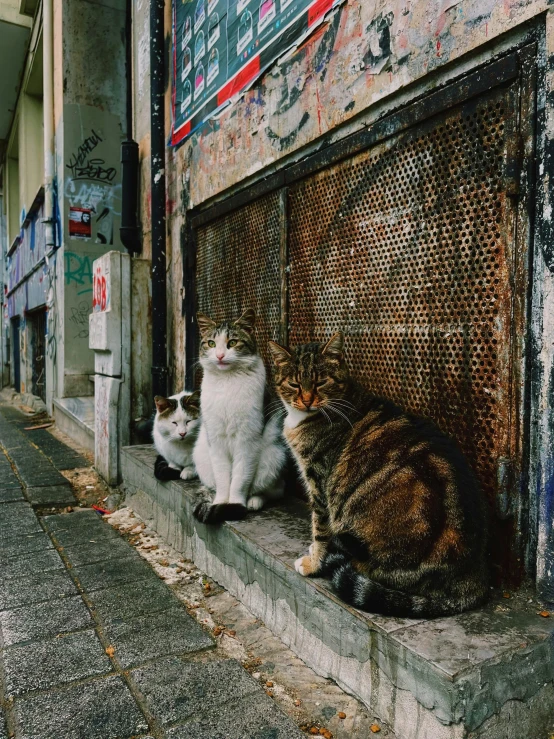 three cats sit on a ledge outside of an abandoned building