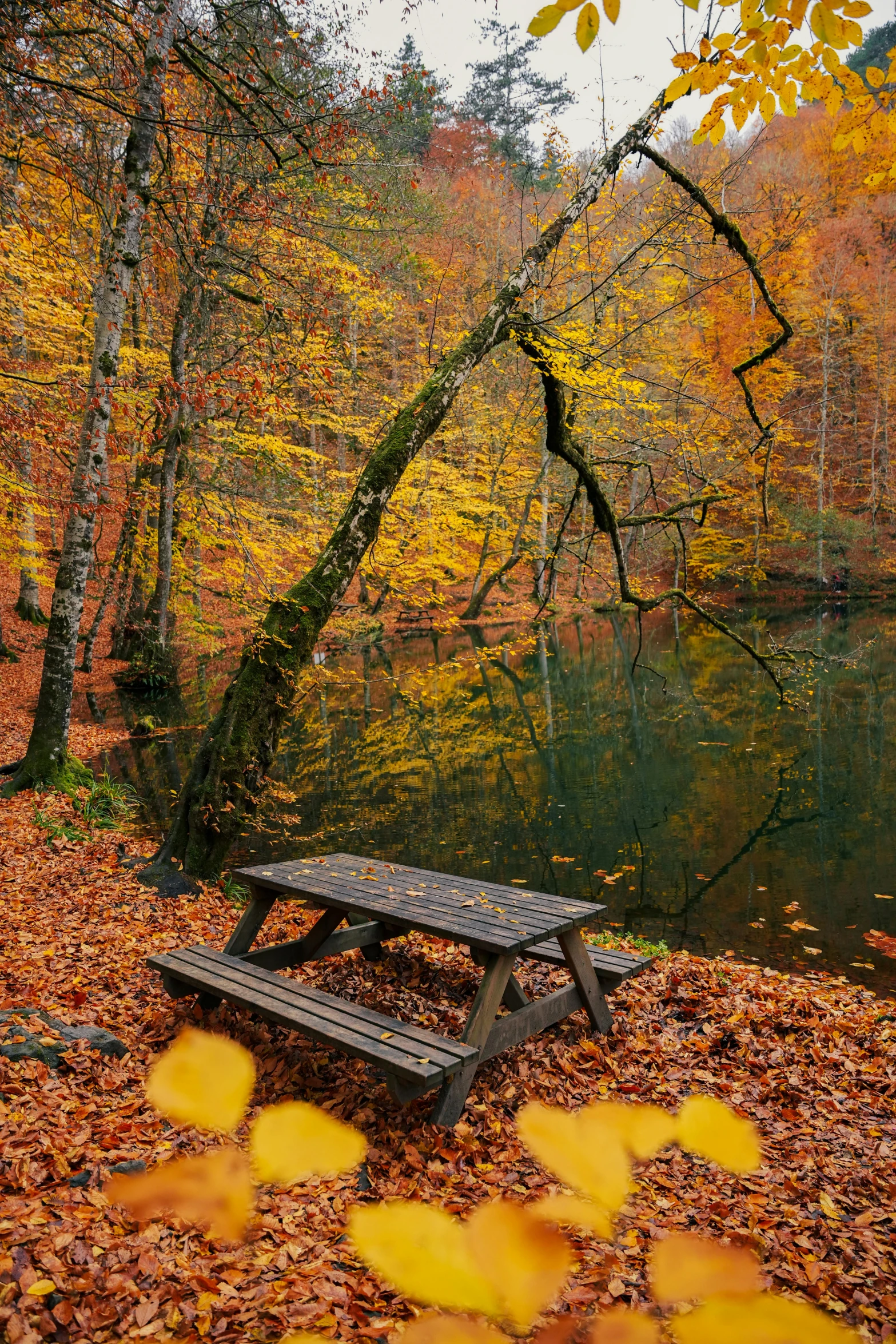 a small wooden bench sitting in front of a tree filled forest