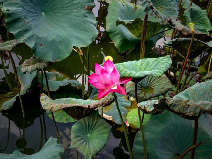 a red flower sits on the edge of some leaves