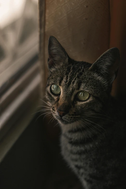 a cat staring outside of an open window