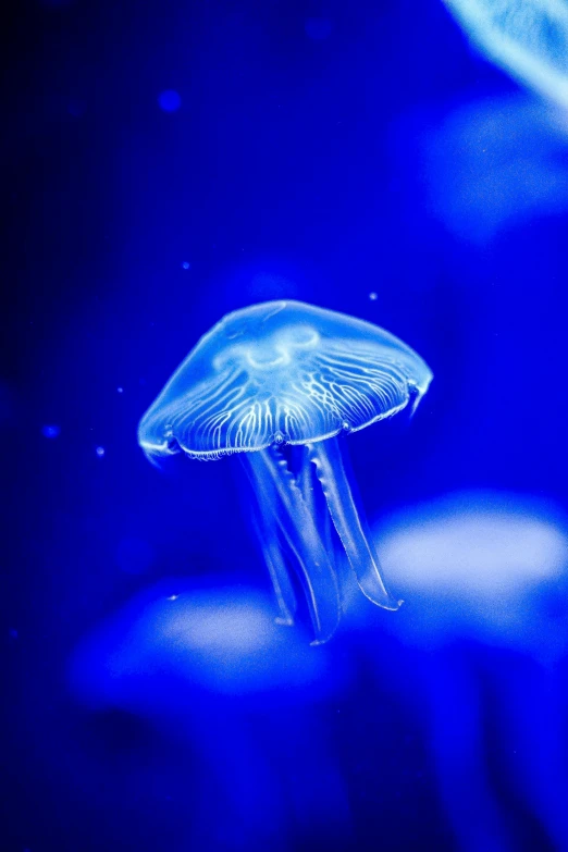 close up of a jellyfish in the ocean