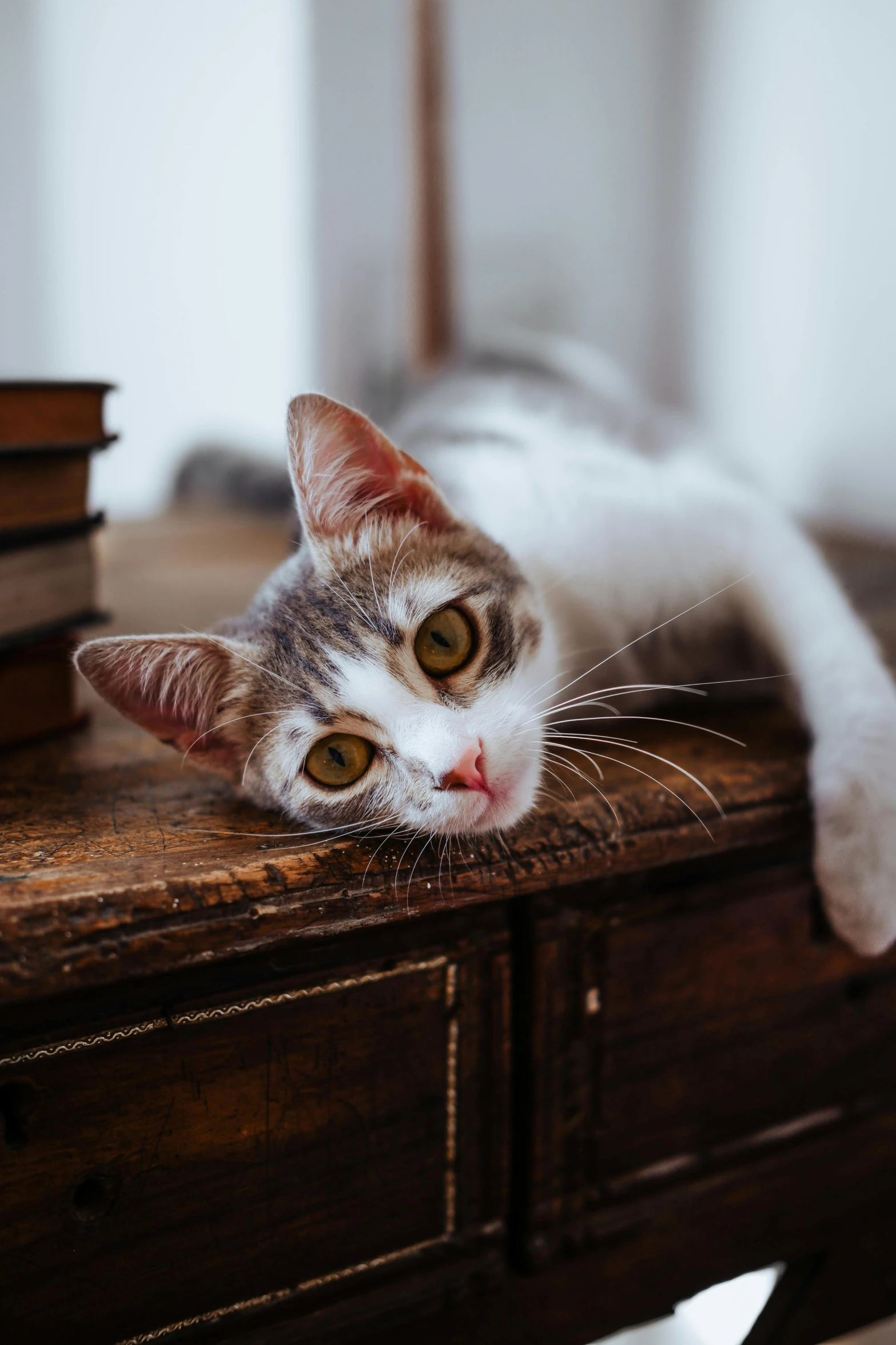 a cat laying on top of a wooden table