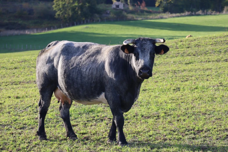 the head of a cow on a green grassy field