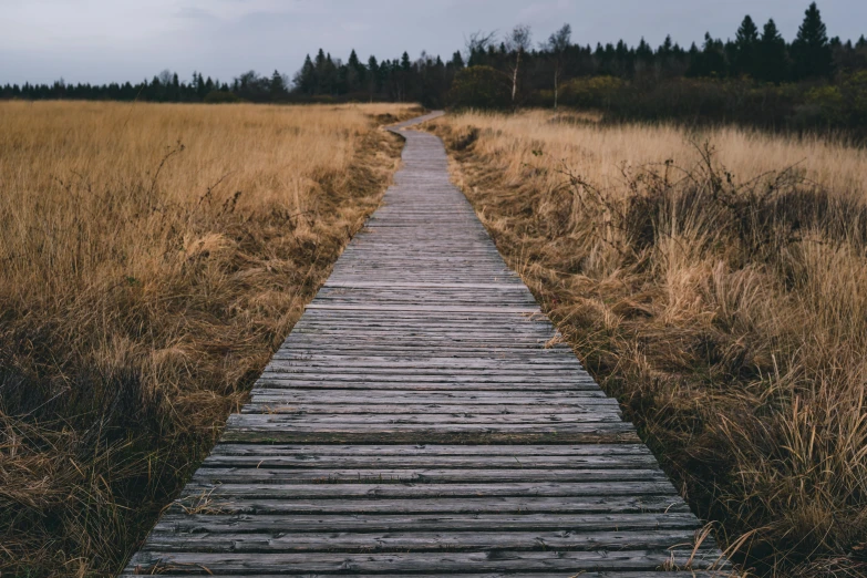 a wooden walkway going through a field near trees