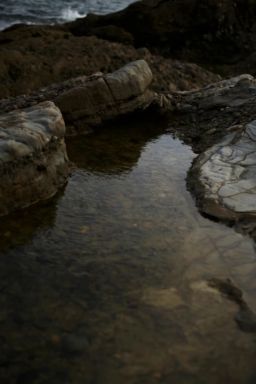 a bird is sitting on a rock near the water