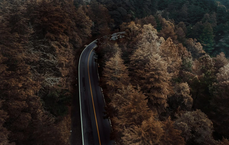 a road surrounded by trees with many leaves on it