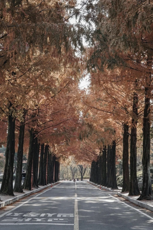 a long road with many trees on both sides