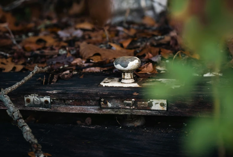 an antique antique padlock in the middle of a leaf covered forest