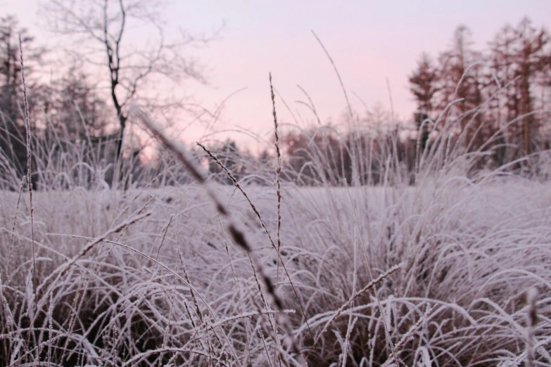 frost on the grass and trees outside at dusk