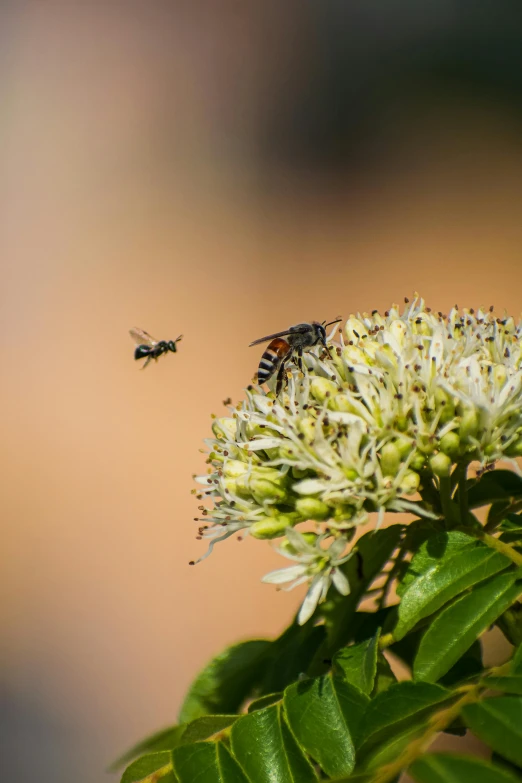 a small black bee is hovering over a large white flower