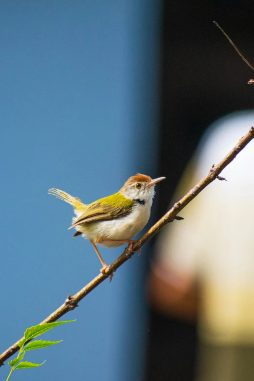 there is a bird that is perched on a nch