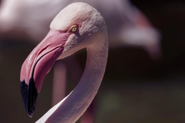 a close up image of a pink flamingo