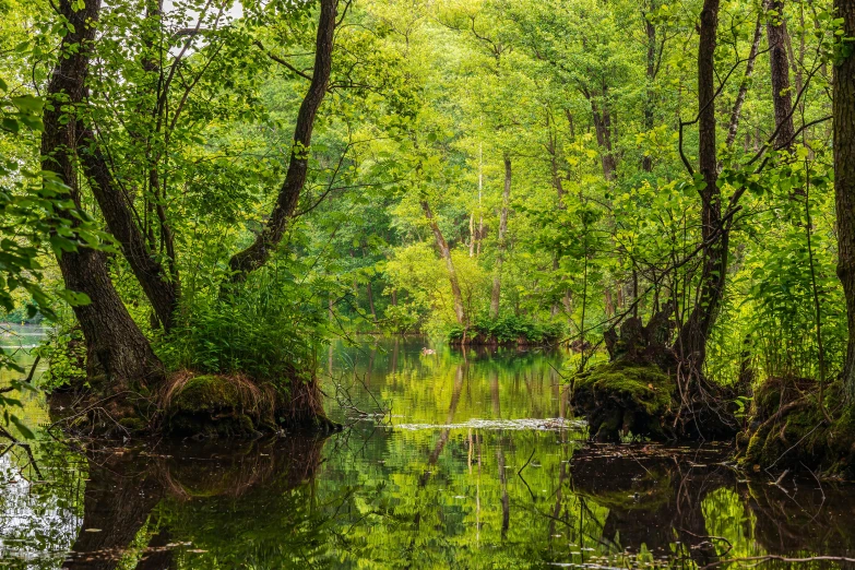 a wide river in the middle of trees and a bench