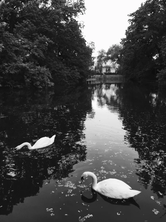 two swans swimming in the water together
