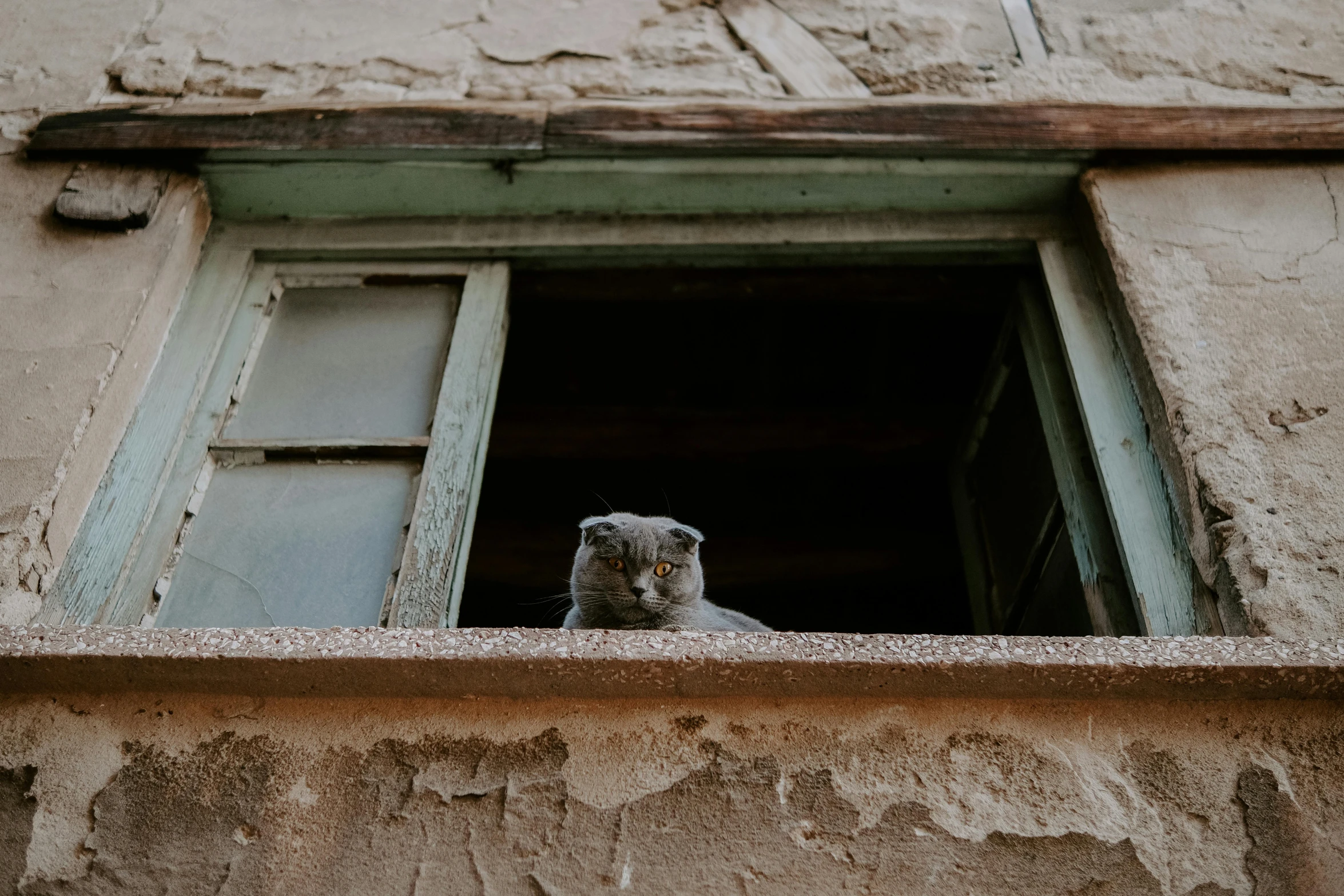 an animal that is looking out of a window
