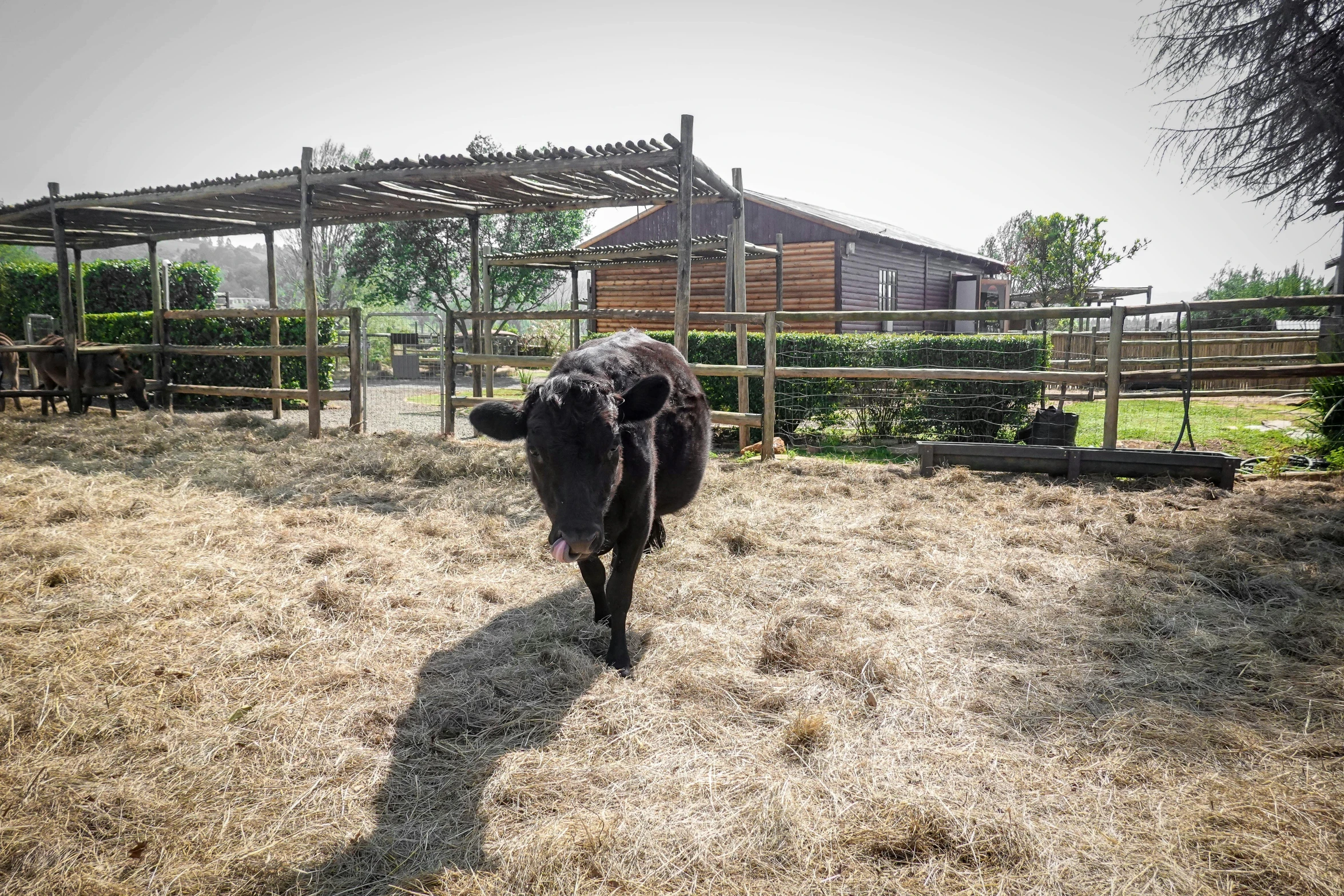 a cow walking across a brown field next to a fence