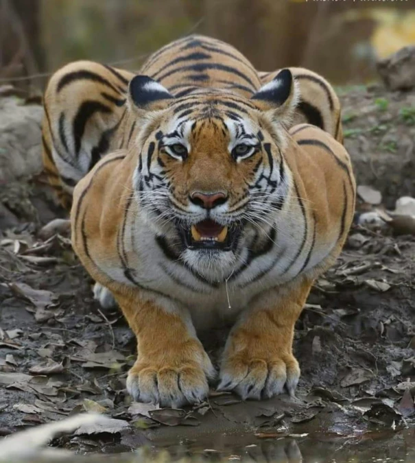 the tiger is smiling and standing next to some water