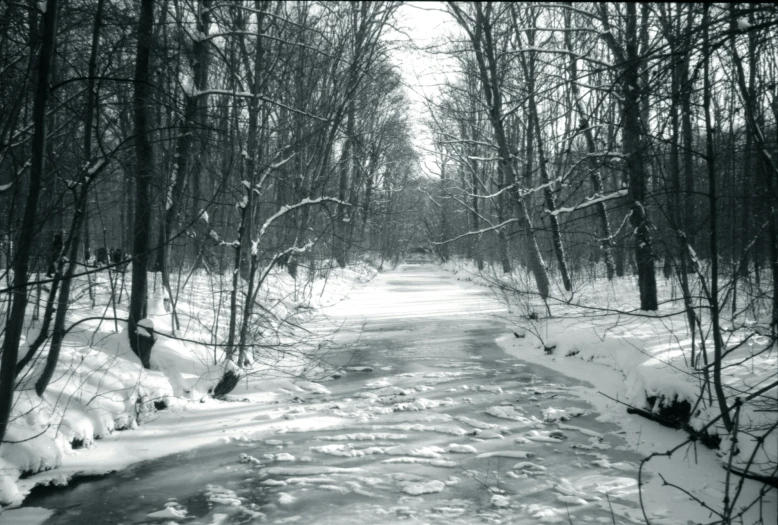 black and white pograph of the path into the woods