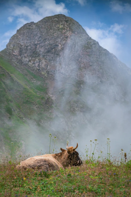 two animals sitting down on top of the grass