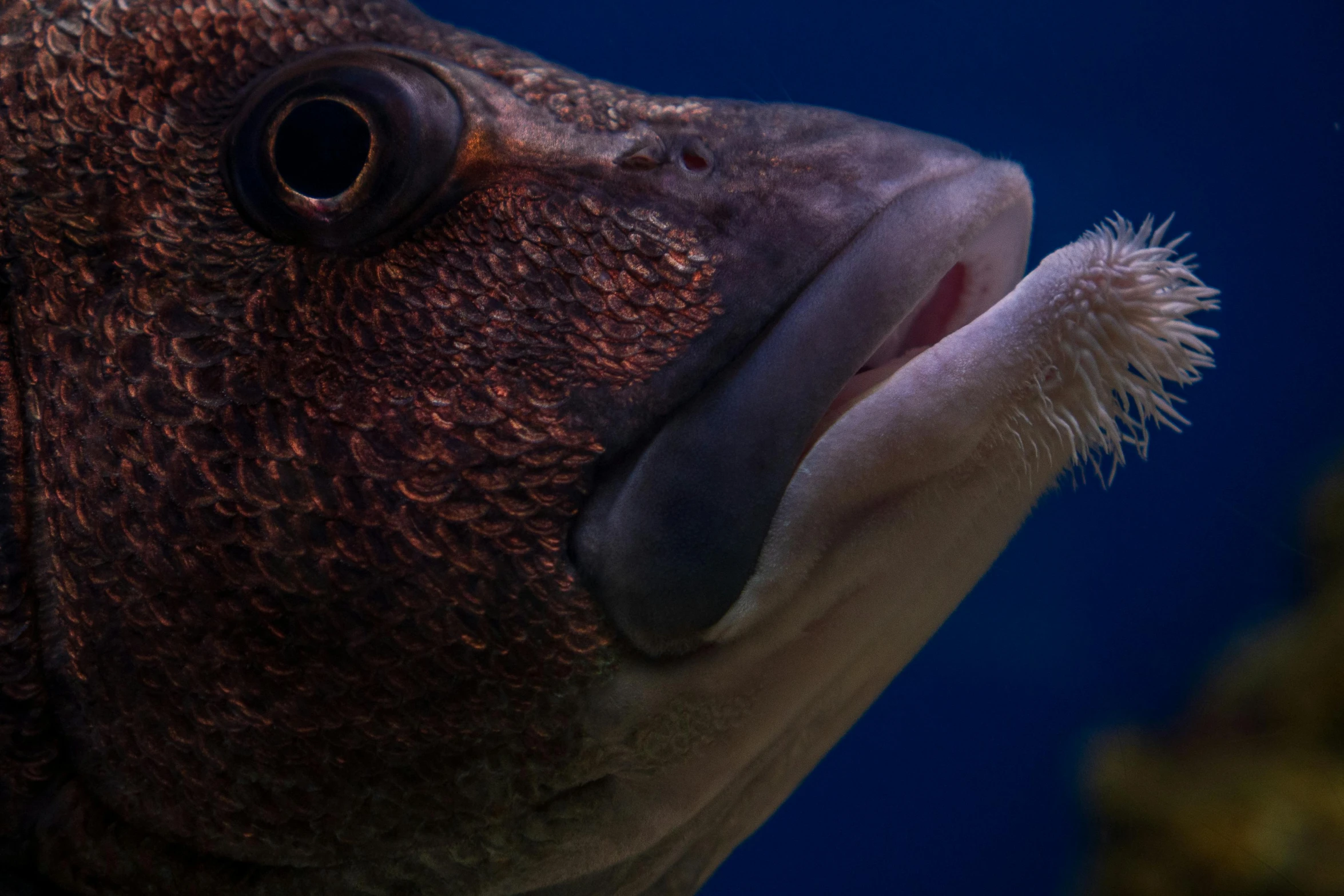 an image of a close up of a fish
