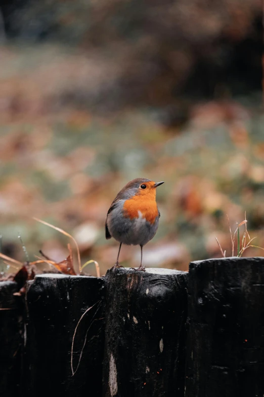 small orange and gray bird sitting on top of a wooden fence