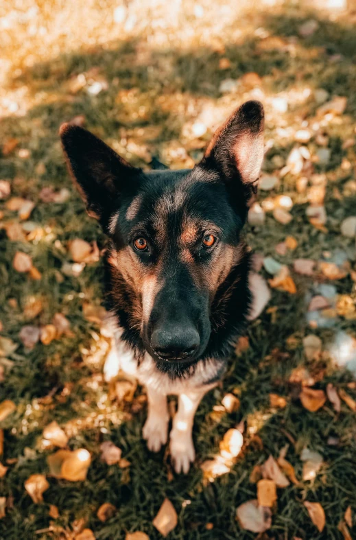 a large brown dog standing in a field covered with fallen leaves