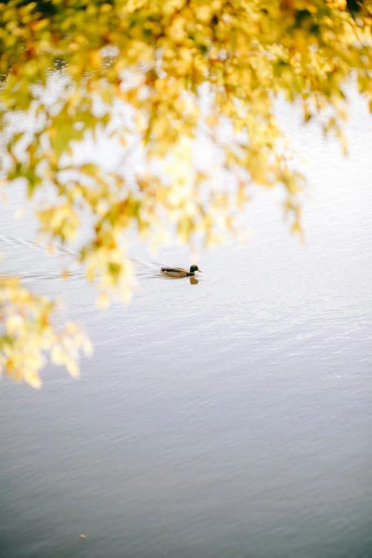 a single duck is floating on the water in a pond